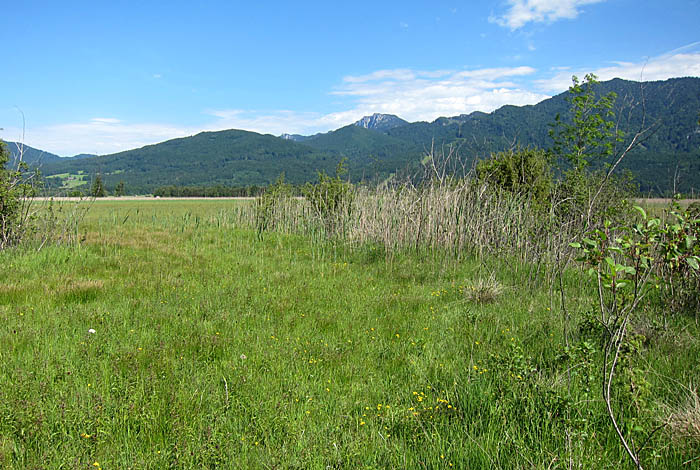 Loisach-Kochelsee-Moor