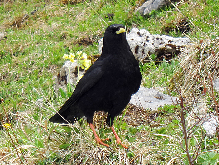 alpendohle_kreuzeck_2012-05-29_5464 Alpendohle