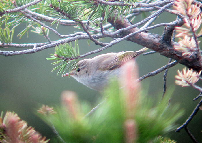 Berglaubsänger