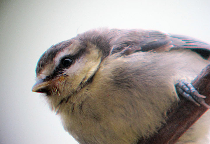 Junge Blaumeise, Juni 2012