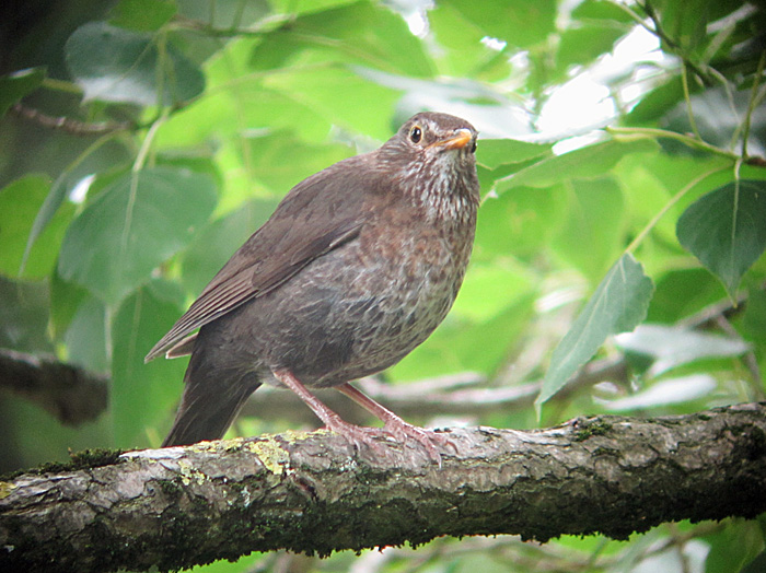 Amsel, Juni 2012