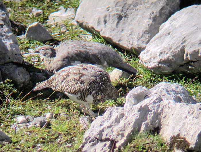 Alpenschneehuhn