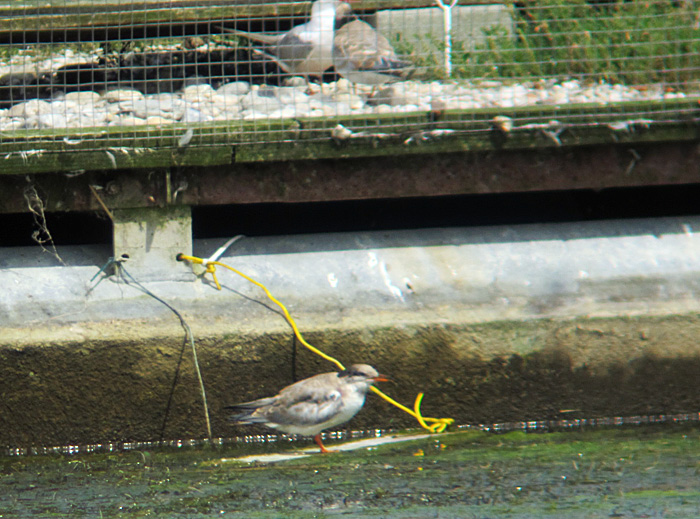 Junge Flussseeschwalbe, August 2012