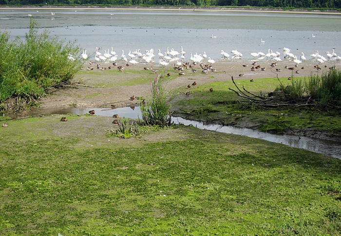 echinger stausee, august 2012