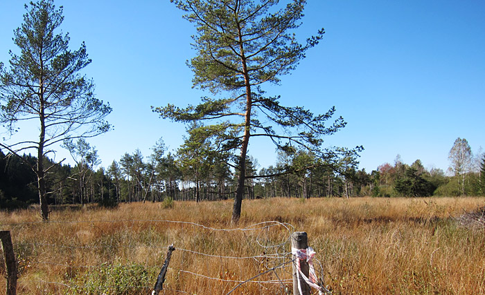 Deininger Moor