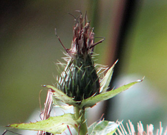 distel