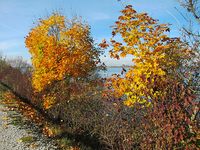 herbst_nov2012_4850 Ahorn