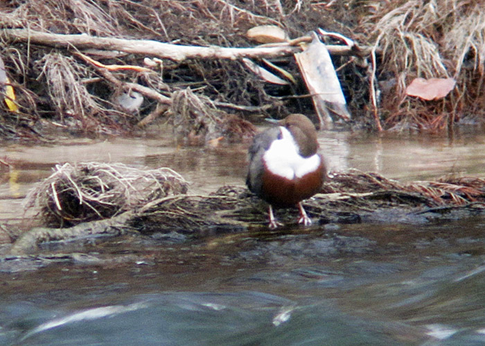 wasseramsel