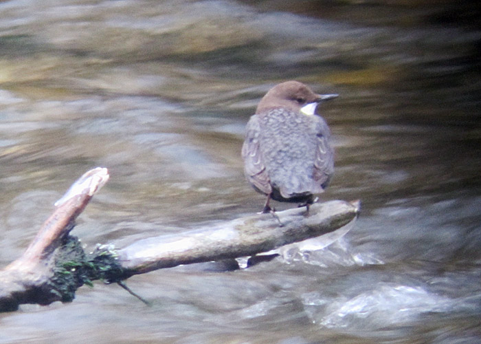 wasseramsel