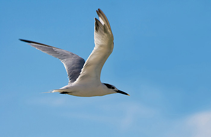 Brandseeschwalbe im Flug / Flying Tern