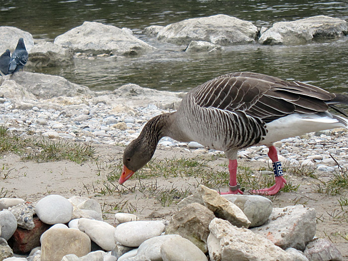 graugans_isar_maerz13_0386
