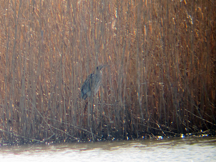 rohrdommel_ammersee_maerz13_0082