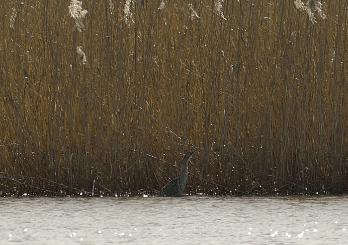 rohrdommel_c_josef_platzer_8AA5582_2