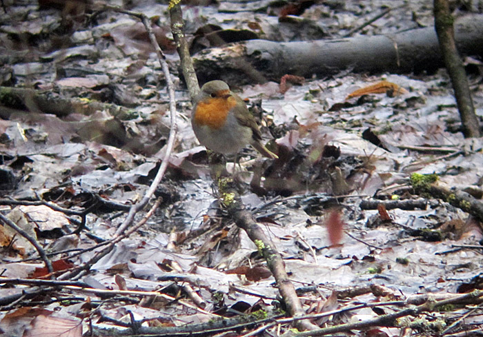 rotkehlchen_isar_maerz13_0084