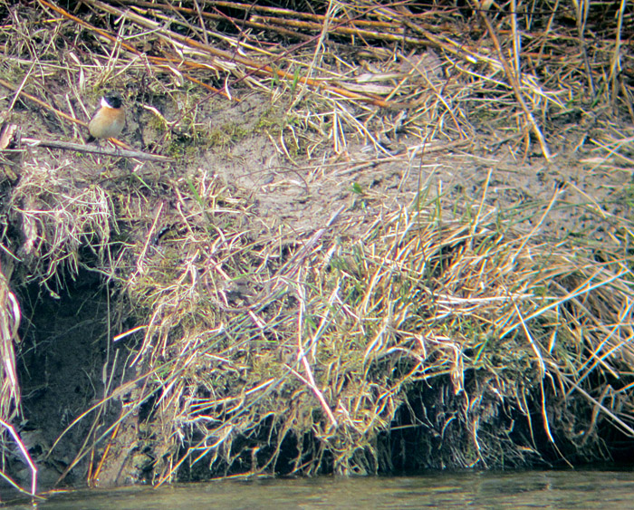 schwarzkehlchen_flaucher_isar13_0281