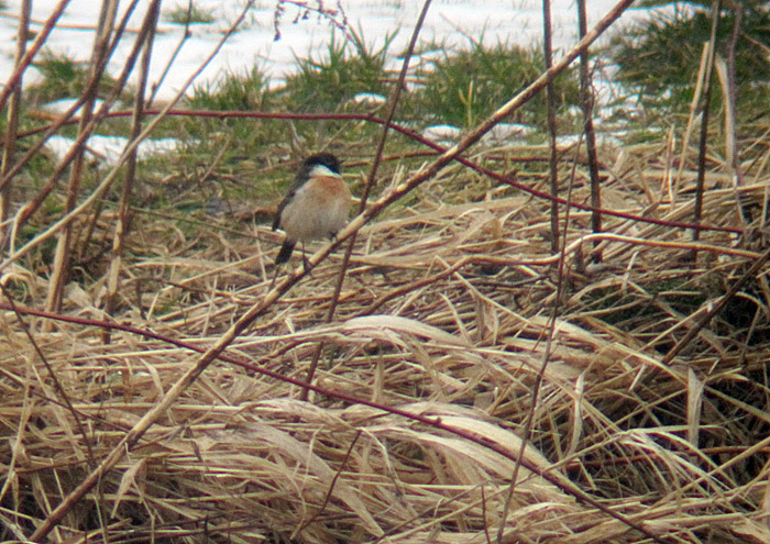 schwarzkehlchen_flaucher_maerz13_0247