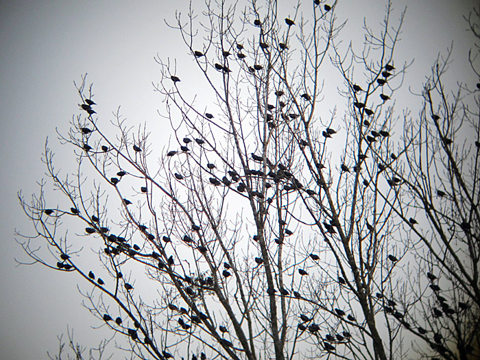 starentreffen_maerz13_0262