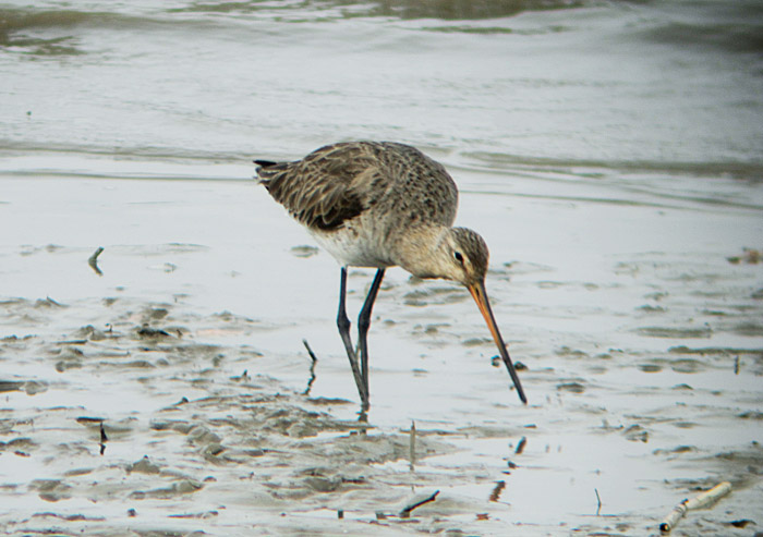 uferschnepfe_echinger_2013-03-17_0462