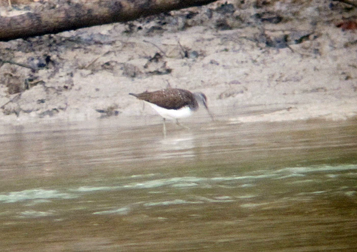 waldwasserlaeufer_isar_maerz13_0019