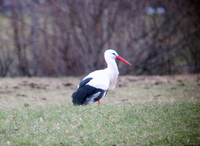 weissstorch_raisting_maerz13_0220