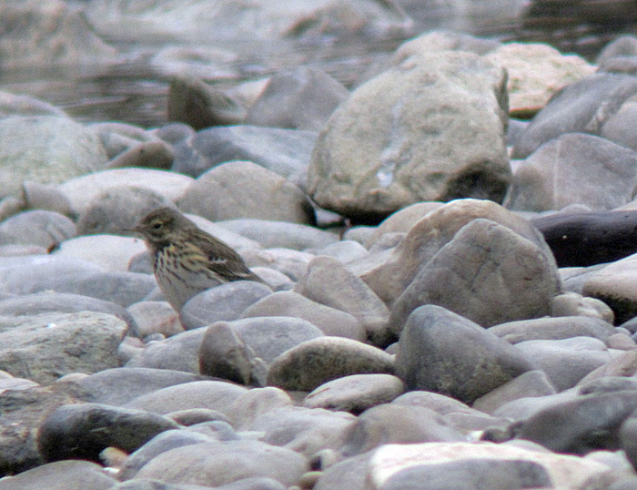 wiesenpieper_isar_maerz13_0015