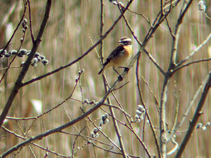 braunkehlchen2_isarmoos_apr13_0282