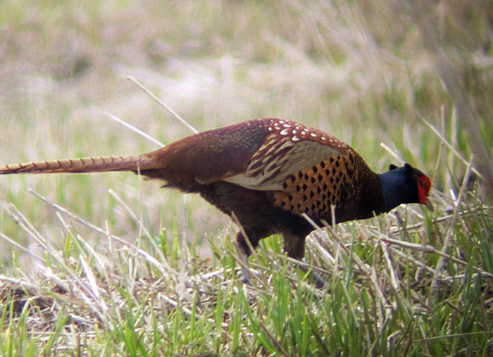 fasan_isarmoos_apr13_0067