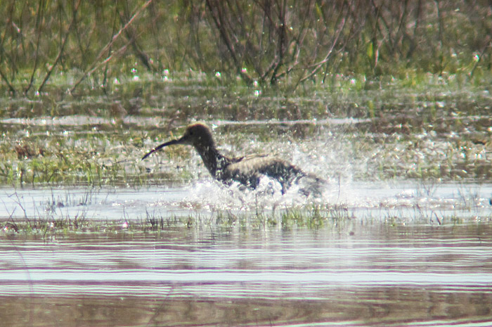 gr_brachvogel_kreuzstauden_apr13_0384