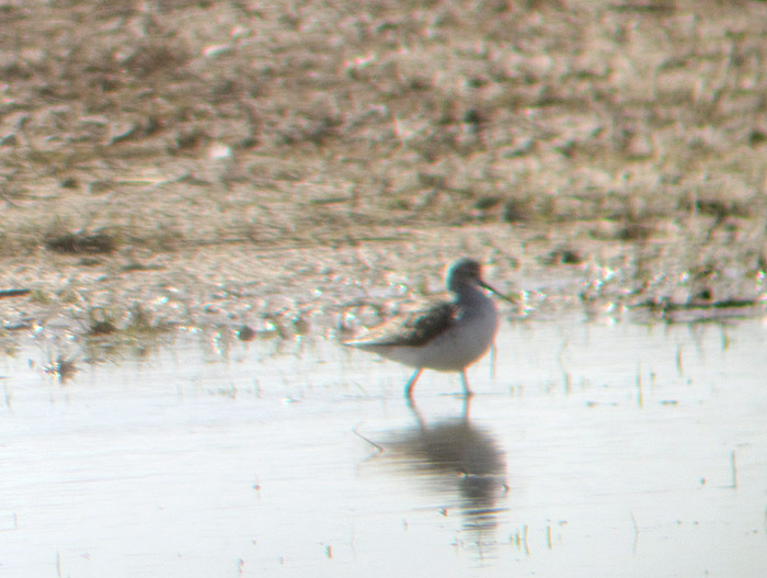 teichwasserlaeufer_kreuzstauden_april13_0390
