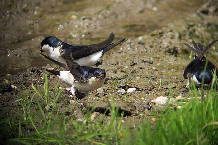 mehlschwalbe_abfanggraben_2013-05-21_0353