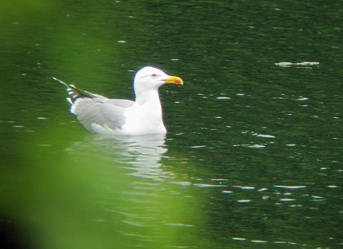 mittelmeermoewe_abfanggraben_2013-05-20_0257