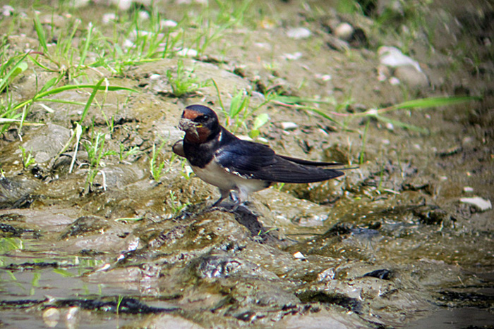 rauchschwalbe_abfanggraben_2013-05-20_0373