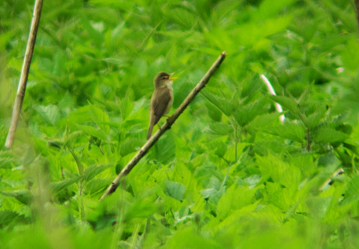 rohrsaenger_huellgraben_2013-05-20_0211