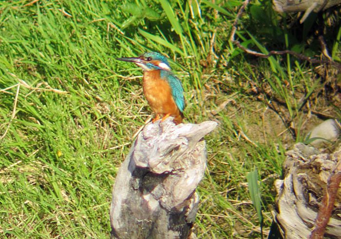eisvogel1_isar_2013-07-21_0162