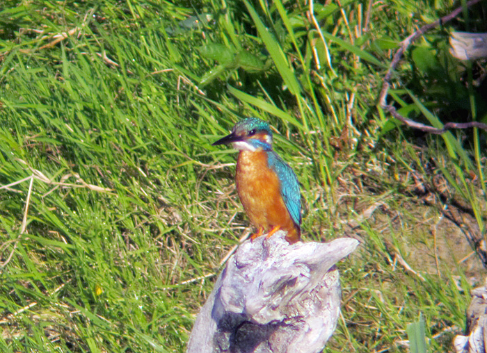 eisvogel2_isar_2013-07-21_0173