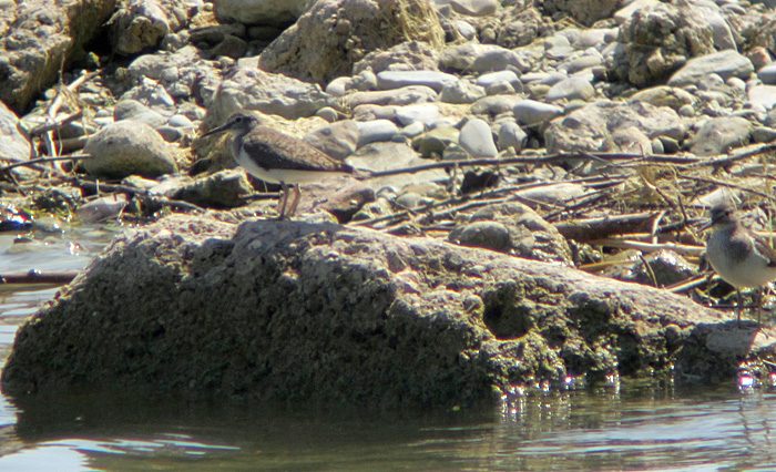 flussuferlaeufer_ismaning_ost_2013-07-21_0330