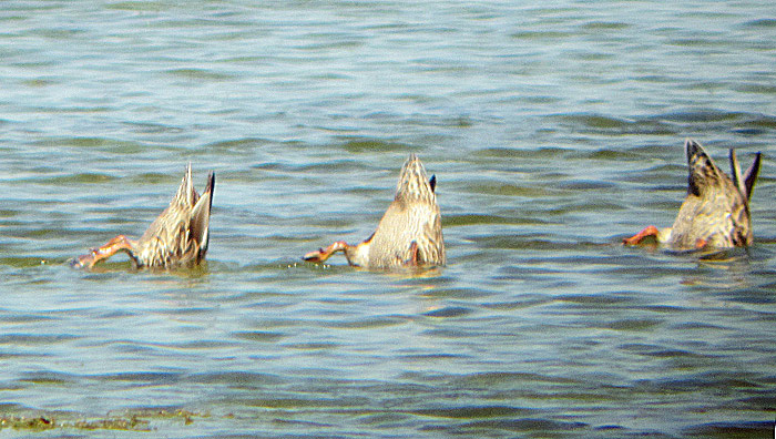raetsel-ente_ismaning-ost_2013-07-21_0539