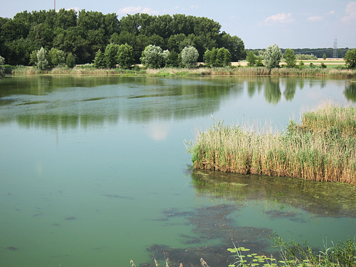 vogelschutzgebiet_garstadt_juli2013_0150