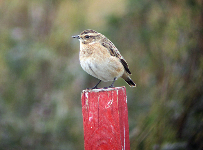 braunkehlchen_raisting_2013-09-14_0689