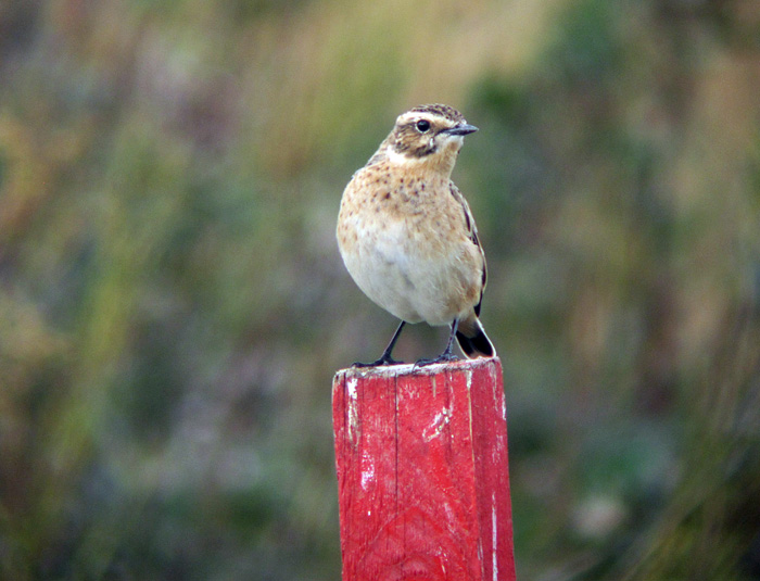 braunkehlchen_raisting_2013-09-14_0693
