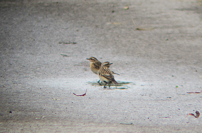 braunkehlchen_trinken_raisting_2013-09-14_0336
