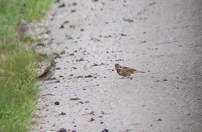 rohrammer_juv_raisting_2013-09-14_0361