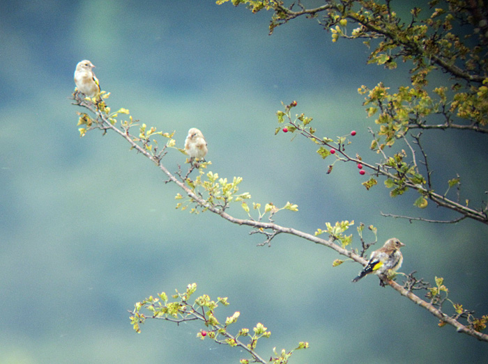 stieglitz2_juv_raisting_2013-09-14_0371