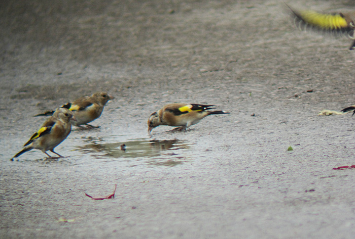 stieglitze_juv_raisting_2013-09-14_0366
