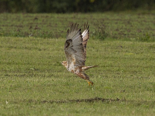 Adlerbussard@18.10.2013@RosenheimPang_RO@Joerg_Langenberg@03