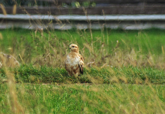 adlerbussard3_rosenheim-pang_2013-11-02_0682