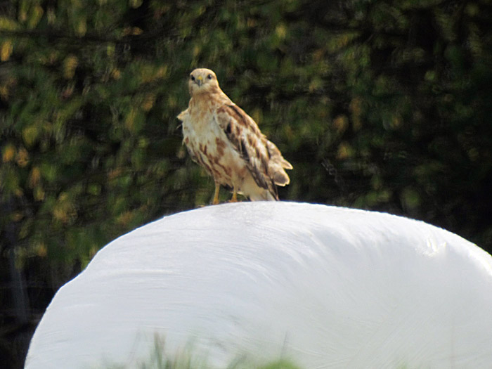 adlerbussard_rosenheim-pang_2013-11-02_0652