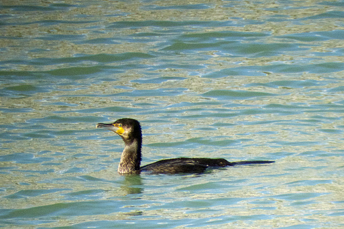 05_kormoran_cuber_dez13_3342