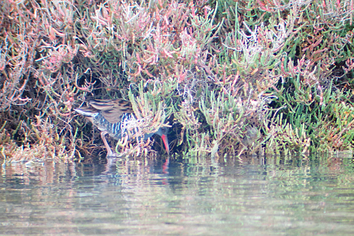 09_wasserralle_es-salobrar_dez13_3810
