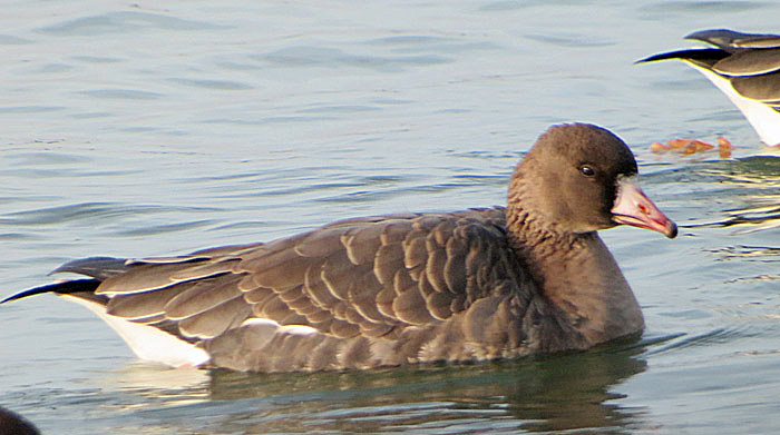 blaessgans_jk_ismaning_2014-01-12_6755